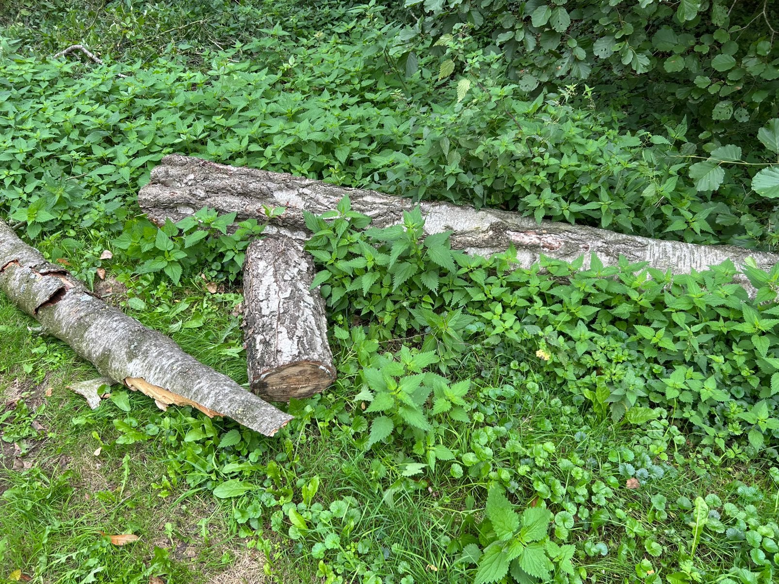 Brandhout berk gedroogd op stam te vorselaar, 6 m³ ou plus, Enlèvement, Bouleau, Troncs d'arbres