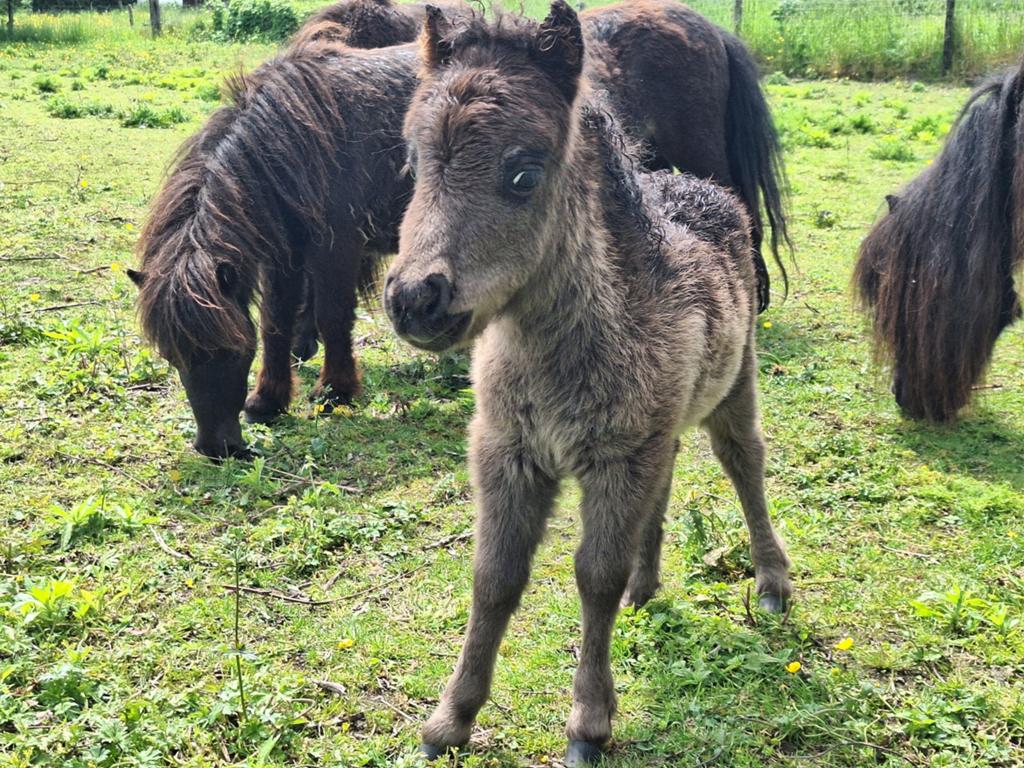 Shetland merrie met veulen.Merrie ., Dieren en Toebehoren, Pony's, Merrie
