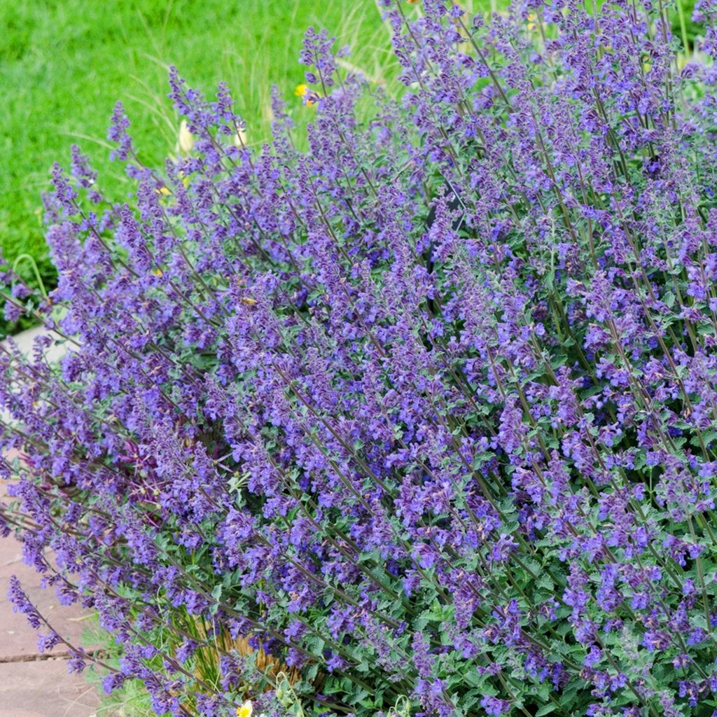 nepeta   faassinii   in pot, Ophalen, Vaste plant