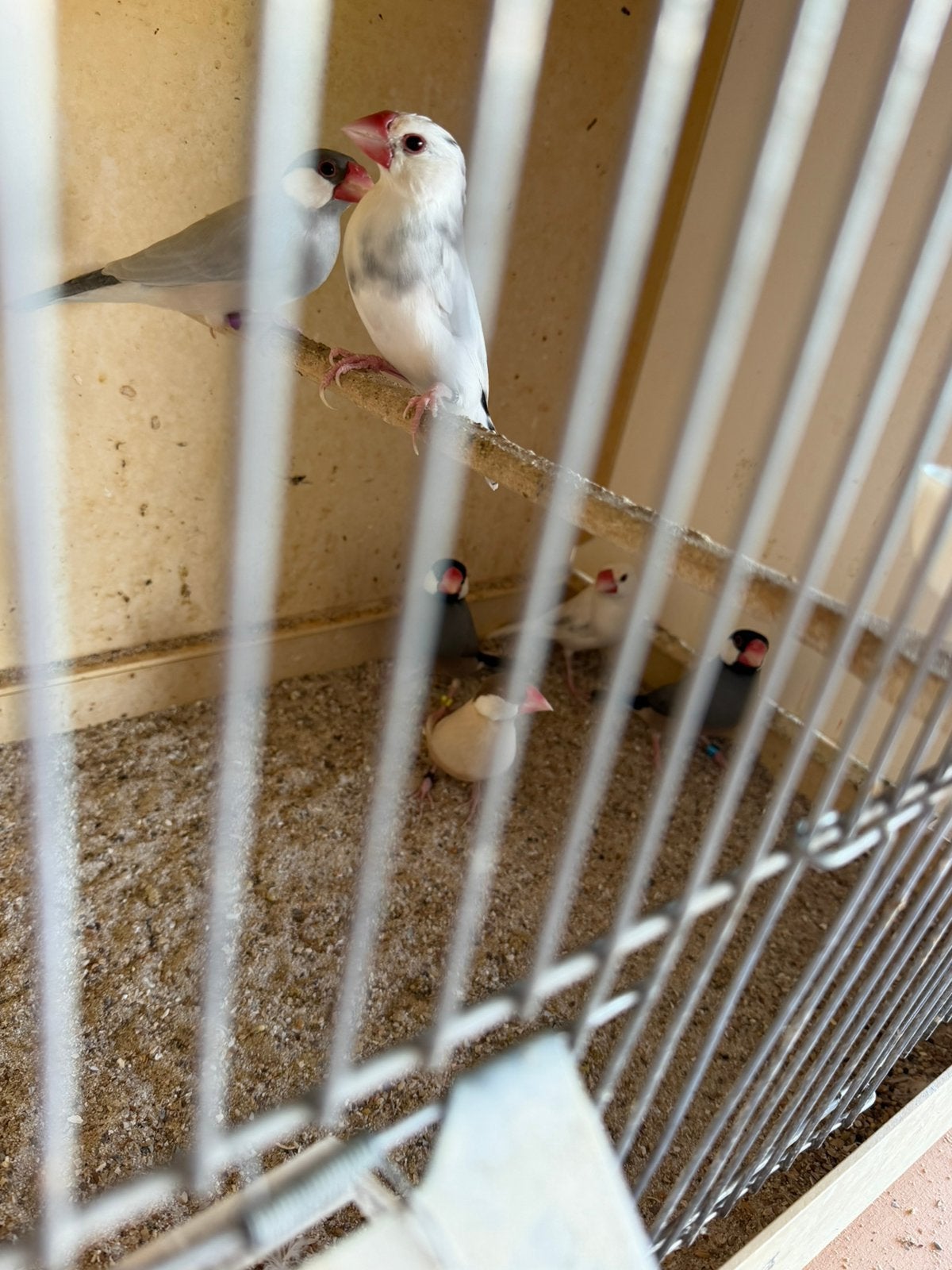 Rijstvogel/padda’s, Animaux & Accessoires, Oiseaux | Oiseaux Autre, Sexe inconnu, Oiseau tropical