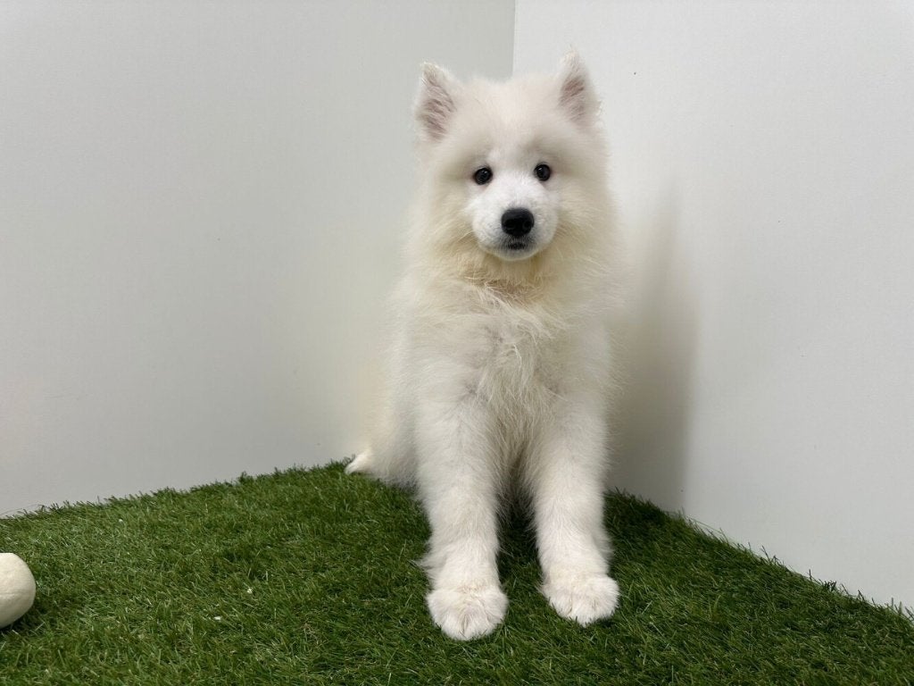 Samojeed pups, Dieren en Toebehoren, Honden | Poolhonden, Keeshonden en Oertypen, Reu, Keeshond, Fokker | Professioneel, Meerdere