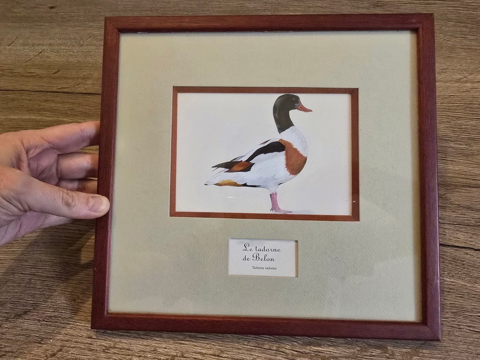 Tadorne de Belon canard Tadorna encadrement ornithologie, Enlèvement ou Envoi