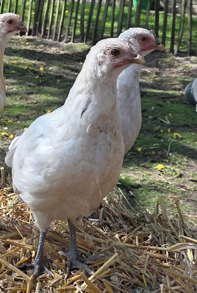 Witte bassette, Dieren en Toebehoren, Pluimvee