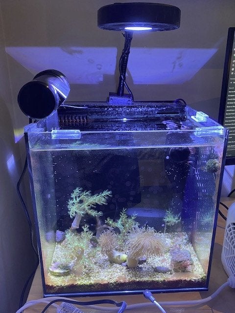 UNS 30A AIO aquarium + levende have, Ophalen, Gevuld zeewateraquarium, Gebruikt, Inclusief vissen