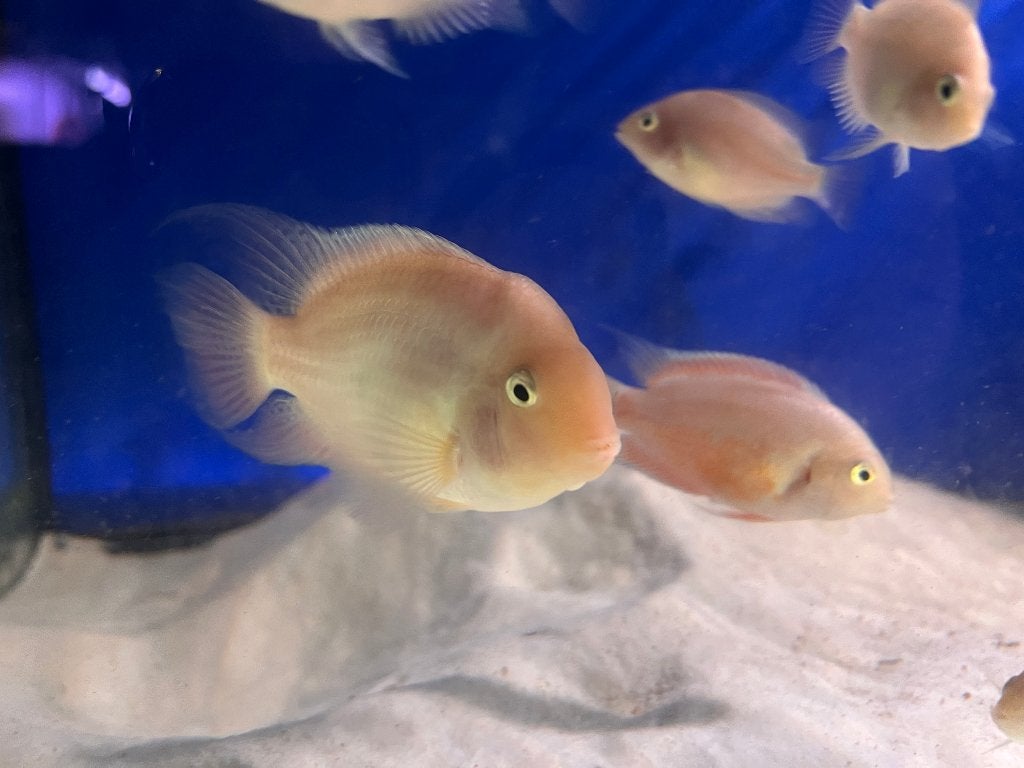 White Convict Cichliden, Dieren en Toebehoren, Vissen | Aquariumvissen, Vis, Zoetwatervis