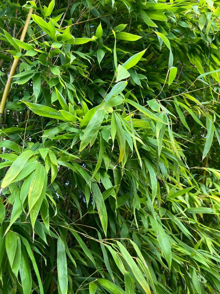 Bamboe plant, Tuin en Terras, Ophalen, Vaste plant, Overige soorten