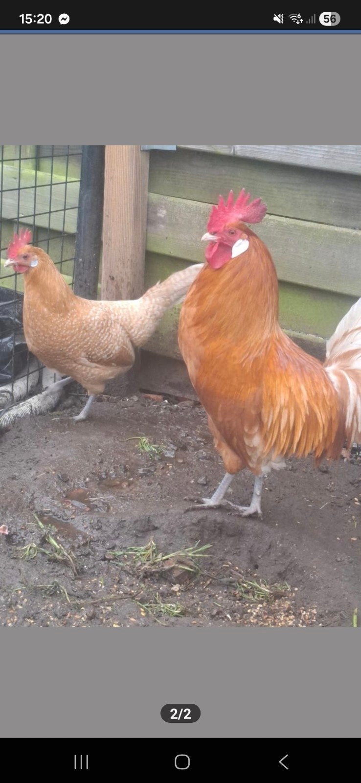 Broedeieren Friese hoen, Dieren en Toebehoren