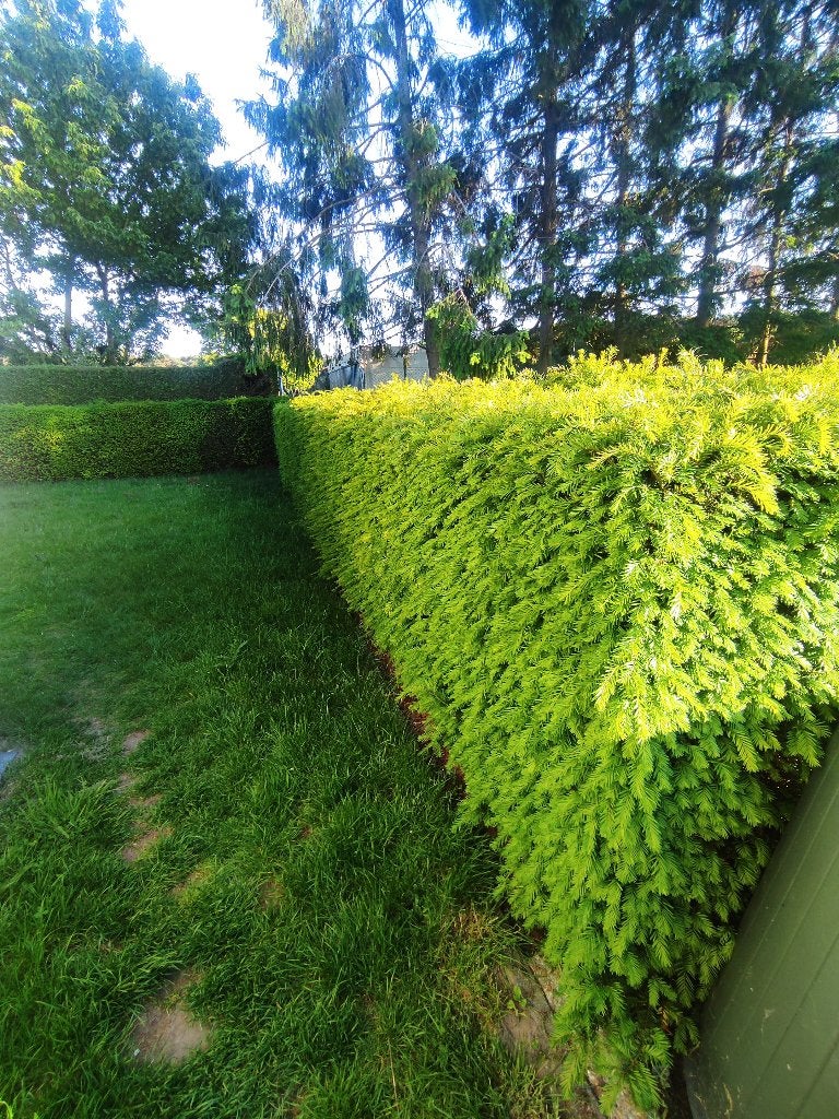 Taxus, Tuin en Terras, Ophalen, Taxus, Haag, 100 tot 250 cm