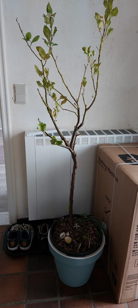 Citronnier, Enlèvement