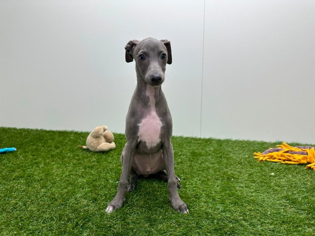 Italiaans Windhondje pup, Dieren en Toebehoren, Honden | Windhonden, Reu, Overige rassen, Fokker | Professioneel, Eén hond, België