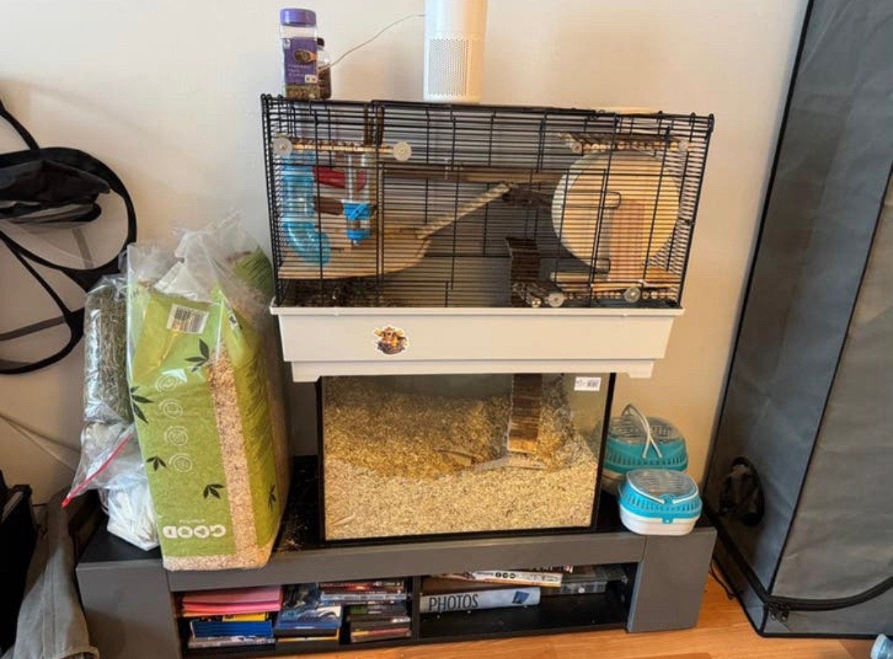 Grote gerbilkooi met glazen graafbak + 2 gerbils, Dieren en Toebehoren, November, Geslacht onbekend, Muis