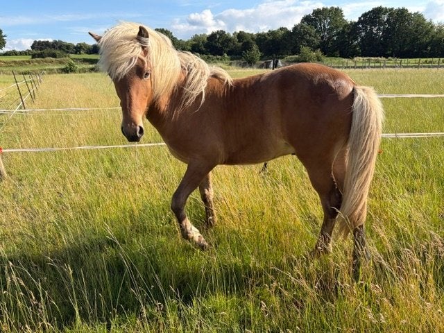 Mooi Blonde IJslandse Jaarling (Zilverappel), Étalon, Avec pedigree, 0 à 2 ans