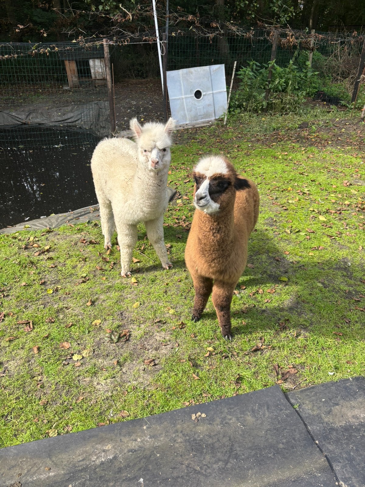 Alpacas, Dieren en Toebehoren