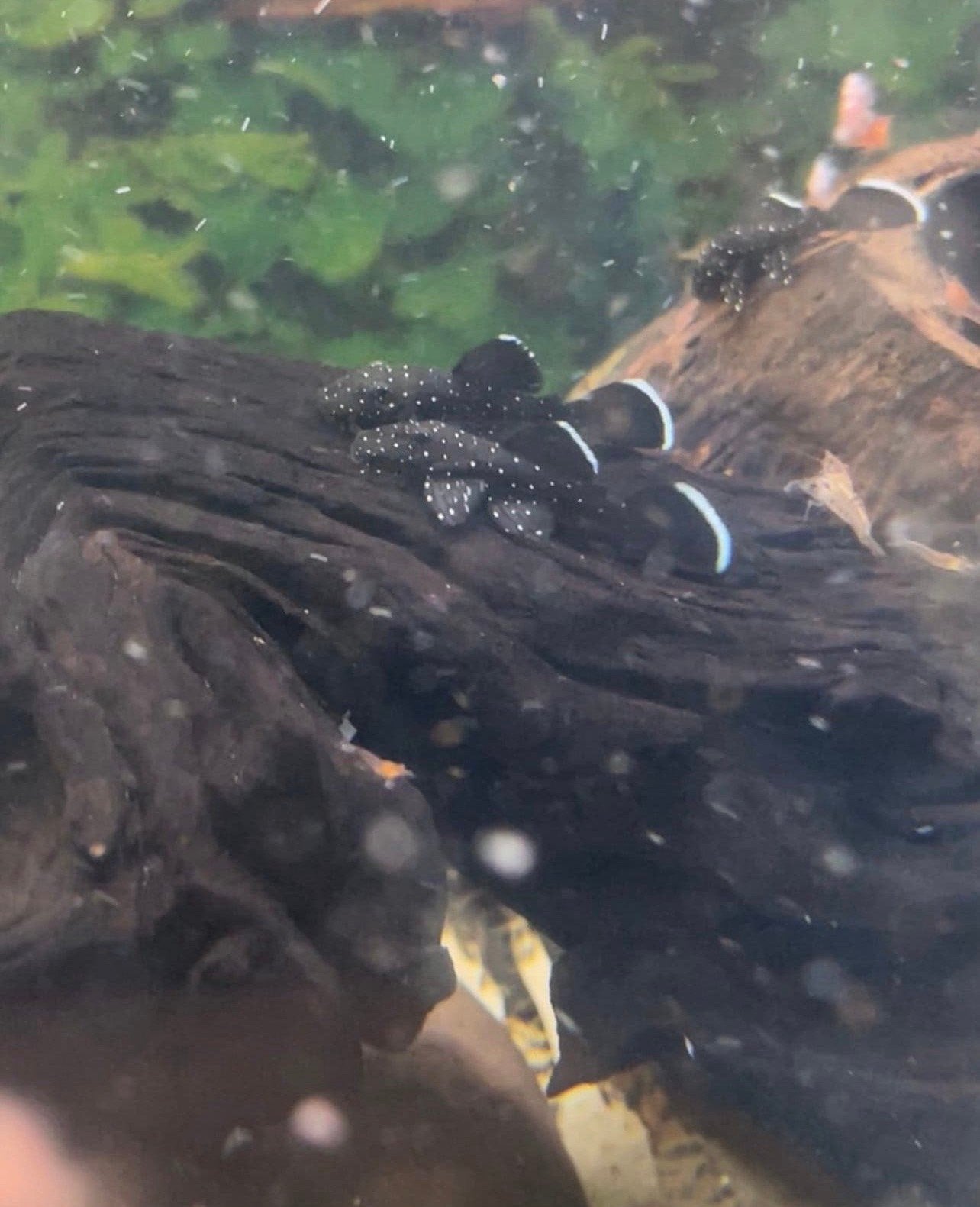 L181 Peppermint  pleco, Dieren en Toebehoren