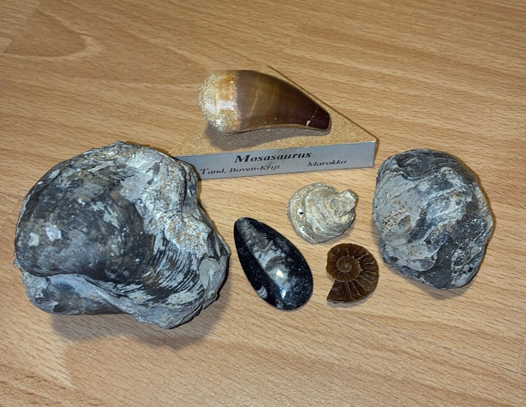 Lot de fossiles, Collections, Enlèvement ou Envoi, Fossile