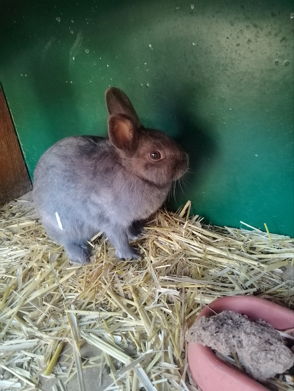 Dwergkonijn voedster, Dieren en Toebehoren