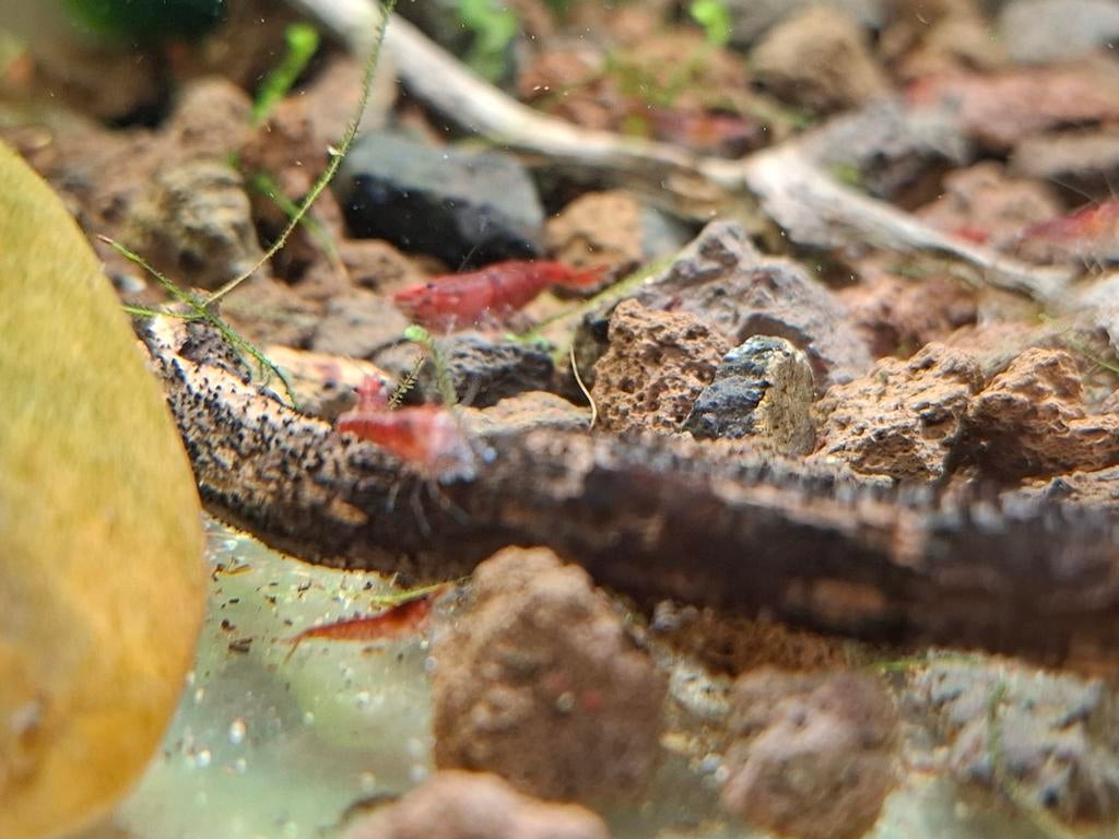 Neocaridina davidi – Vuurgarnaal, Dieren en Toebehoren, Vissen | Aquariumvissen