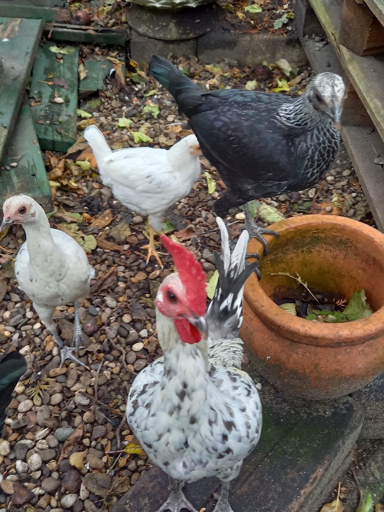 Trio modern Engelse vechtkrielen, Animaux & Accessoires, Volatiles, Poule ou poulet, Plusieurs animaux