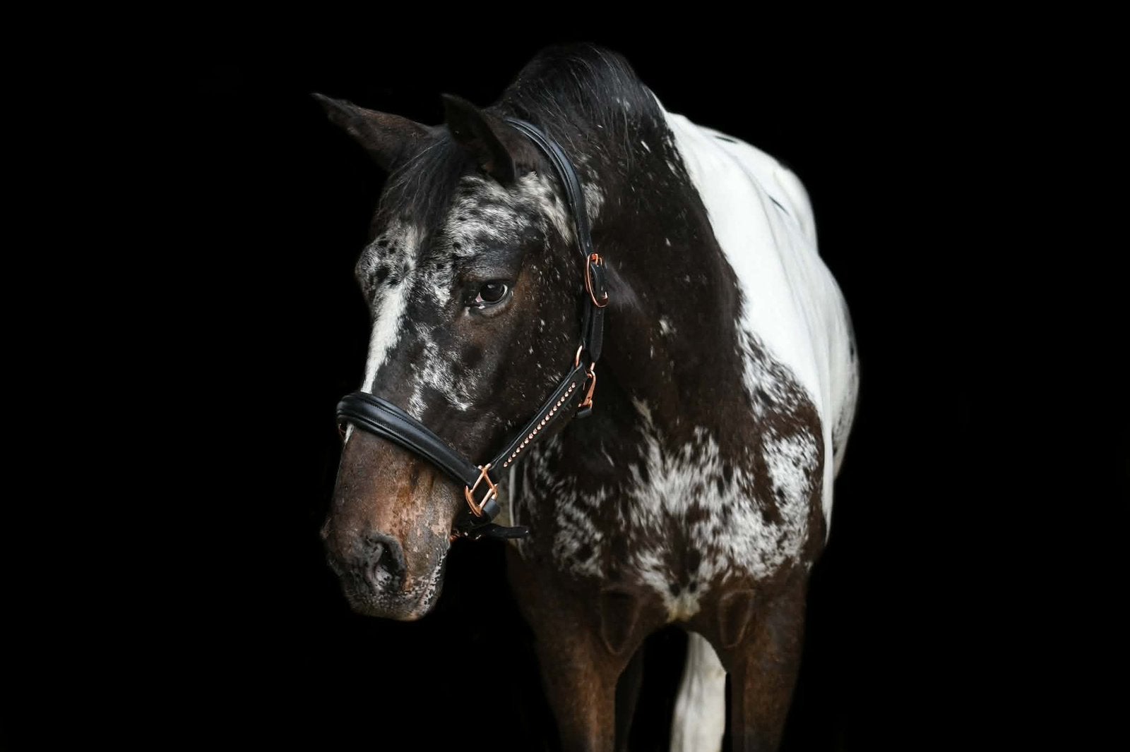 In opdracht - leuke merrie, Minder dan 160 cm, Zadelmak, 11 jaar of ouder, Recreatiepaard
