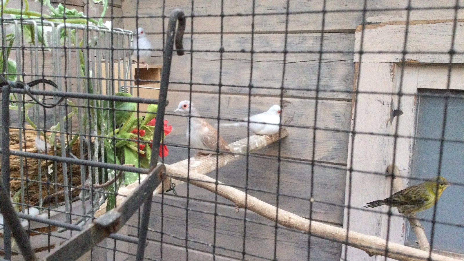 Diamandduif, Dieren en Toebehoren