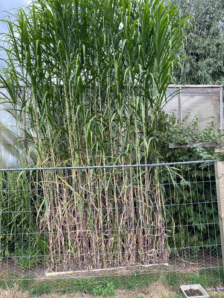 Triarrhena lutarioriparia, Enlèvement, Plante fixe