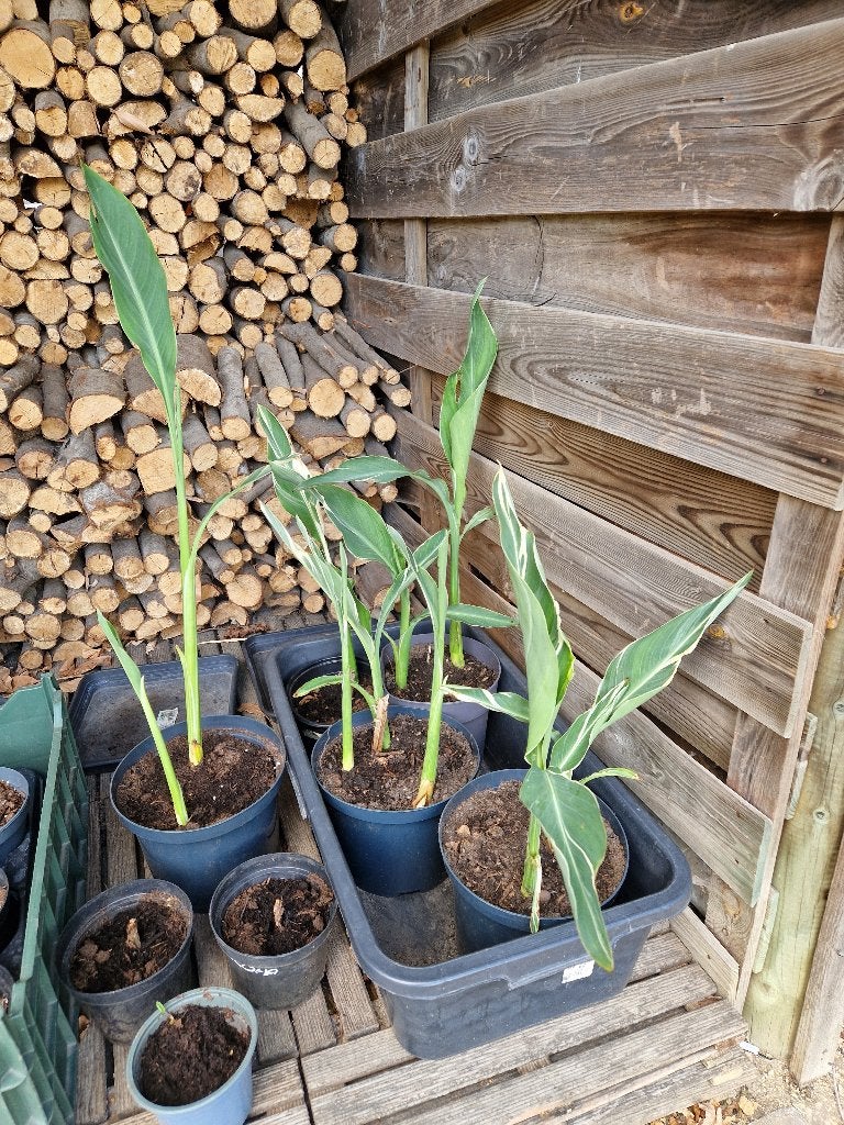 Canna Stuttgart, Jardin & Terrasse, Plantes | Jardin, Plante fixe, Autres espèces, Pleine ombre, Hiver, Enlèvement