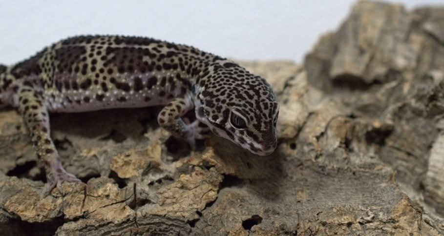 Luipaardgekko, Hagedis, Tam, 0 tot 2 jaar