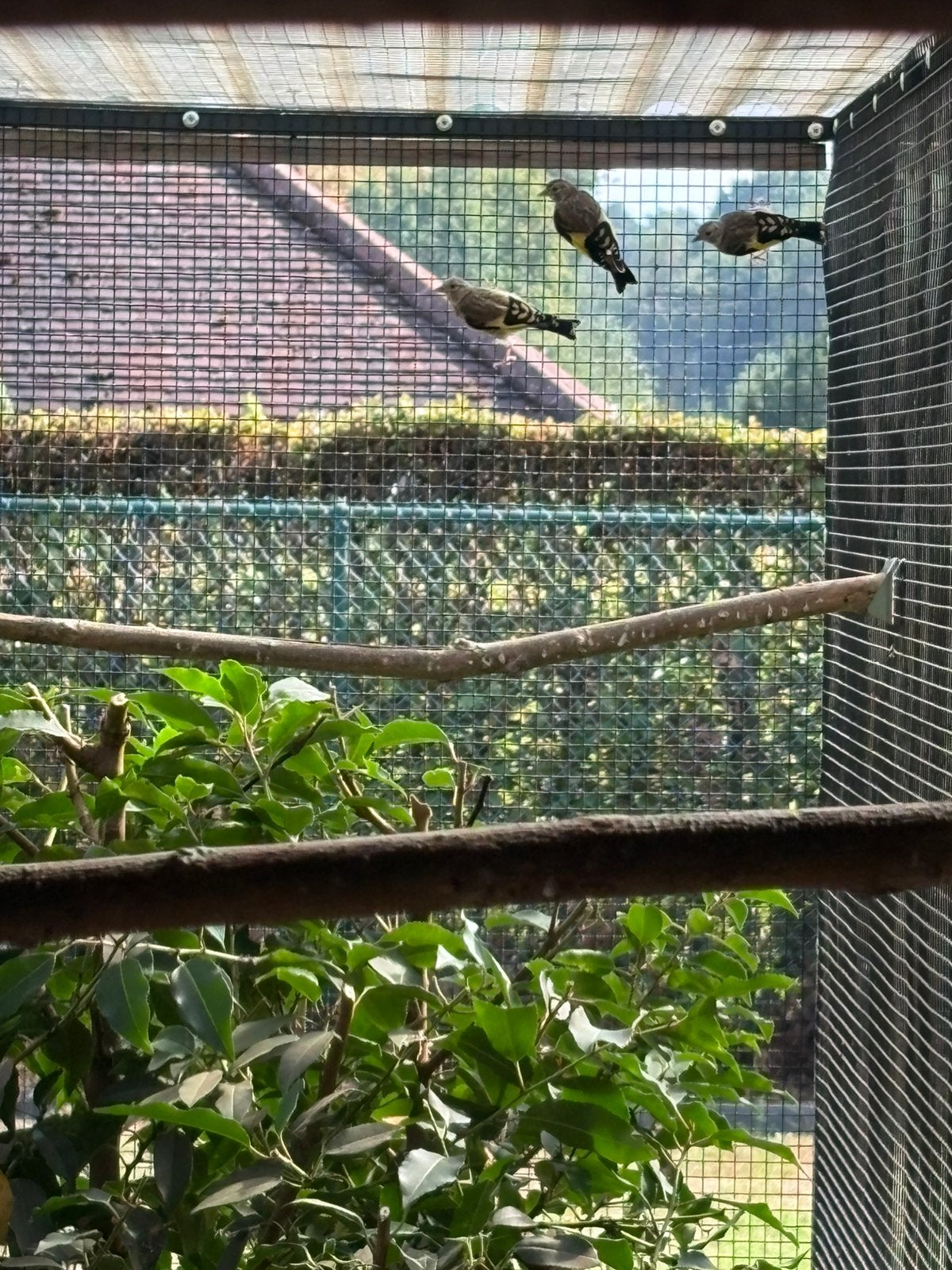 Jonge putters, Dieren en Toebehoren, Vogels | Overige Vogels, Geringd