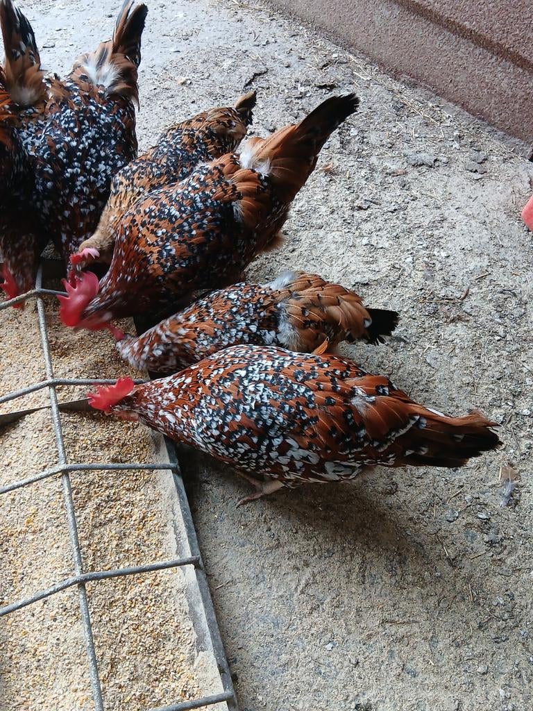 Leghorn porselein hennen, Dieren en Toebehoren, Pluimvee, Kip, Vrouwelijk