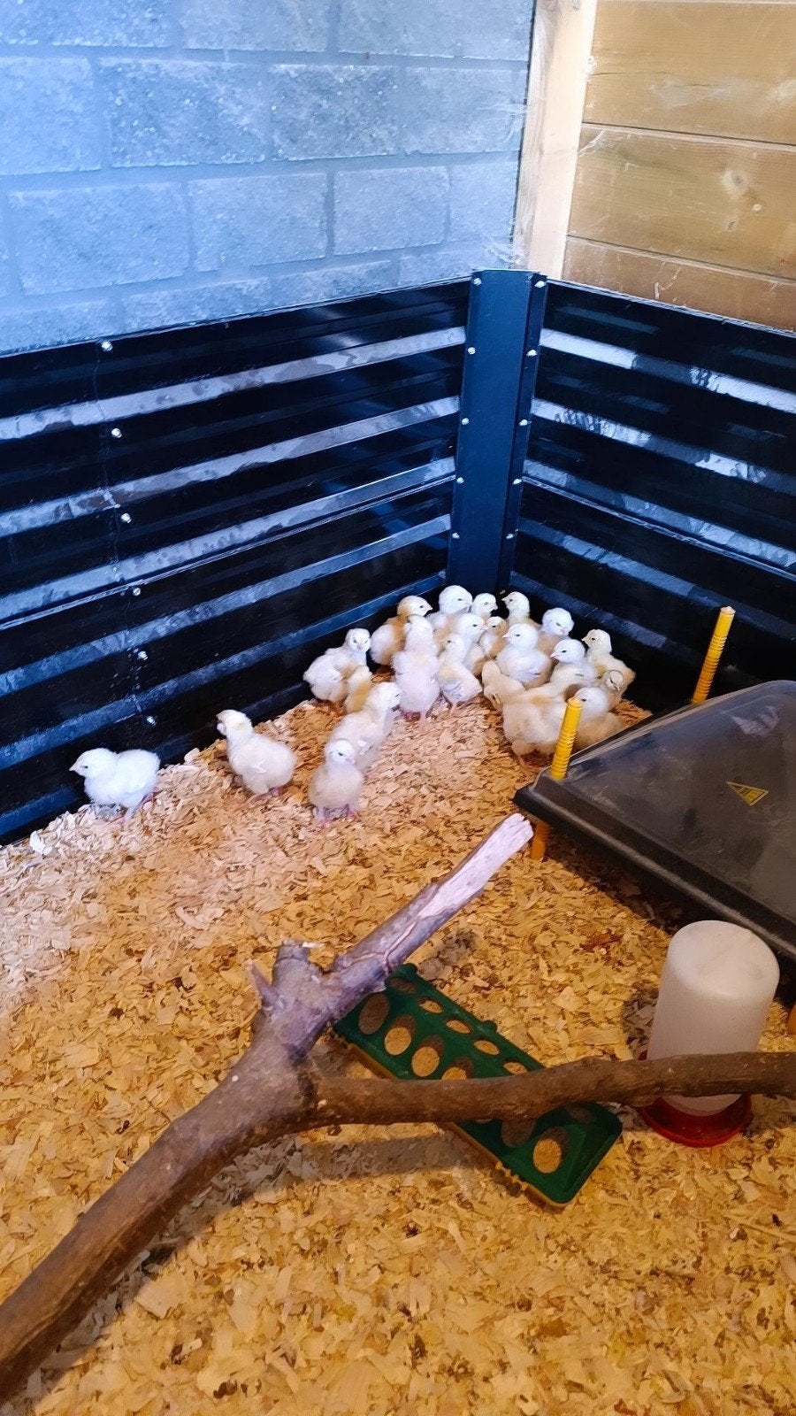 Duitse Faverolle kriel en groothoenders kuikens, Animaux & Accessoires
