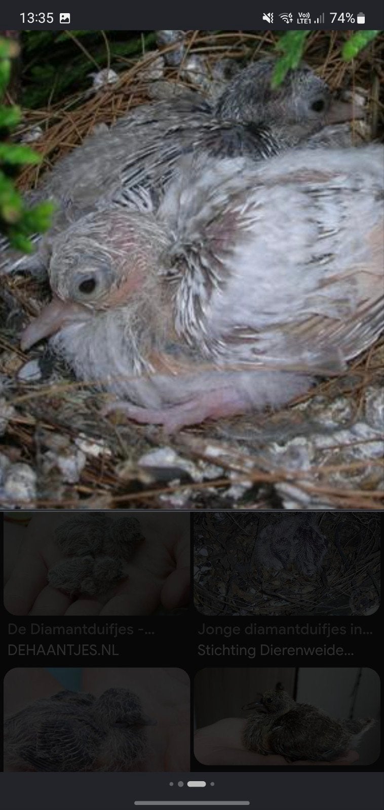 GEZOCHT...jonge bonte of witte diamantduifjes