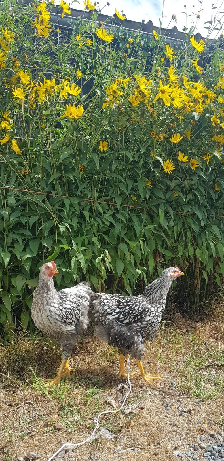 Zilver-gestroomde Wyandotte haan, Dieren en Toebehoren, Pluimvee