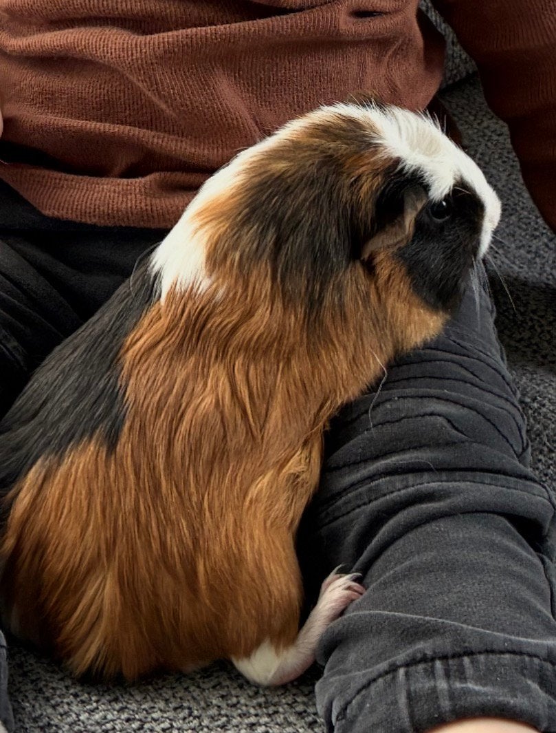 Cavia man, Dieren en Toebehoren, Knaagdieren, Maart, Mannelijk, Cavia
