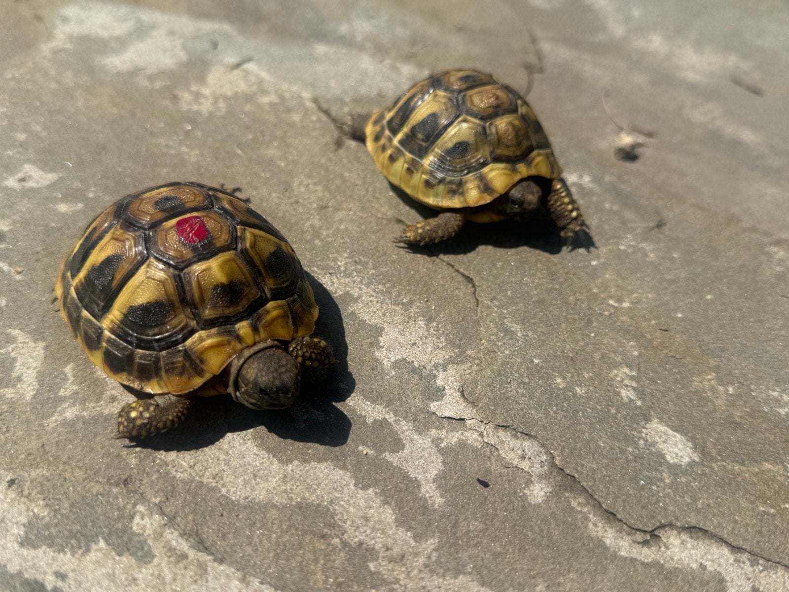 Testudo Hermanni ( Griekse Landschildpad ), Dieren en Toebehoren, Schildpad, 0 tot 2 jaar
