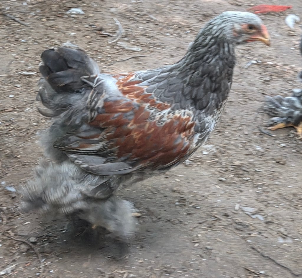 Brahma zilver blauw bso haantje, Mâle, Poule ou poulet