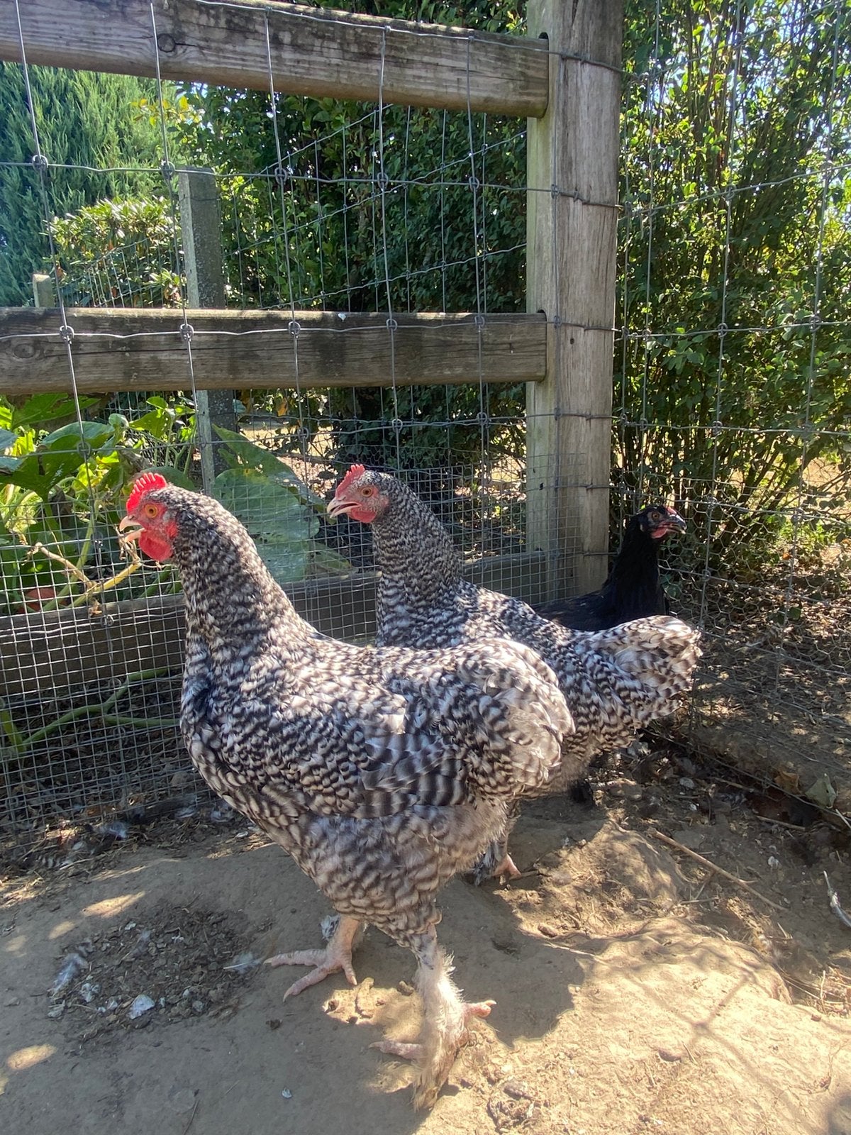 Mechelse hoen, Mâle, Poule ou poulet