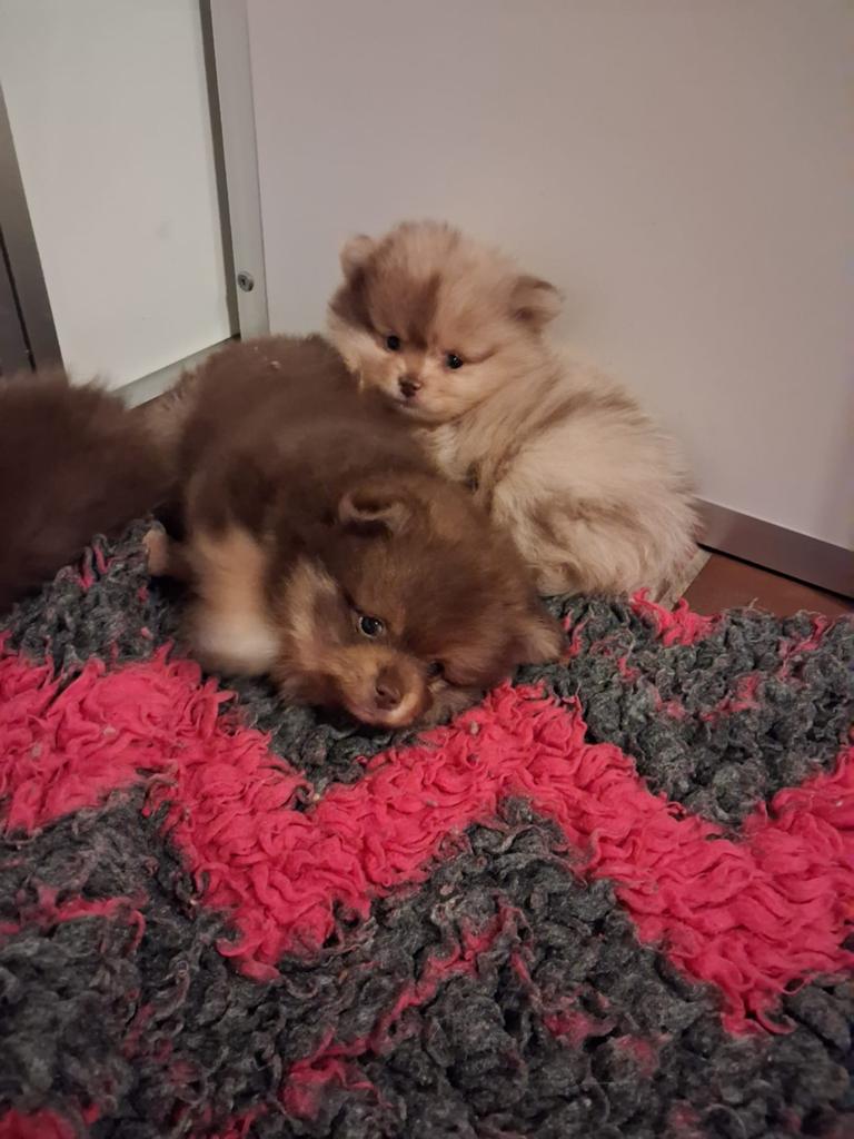 2 prachtige teefjes en 1 reutje zoeken hun forever home, Particulier, Loulou, 8 à 15 semaines, Plusieurs