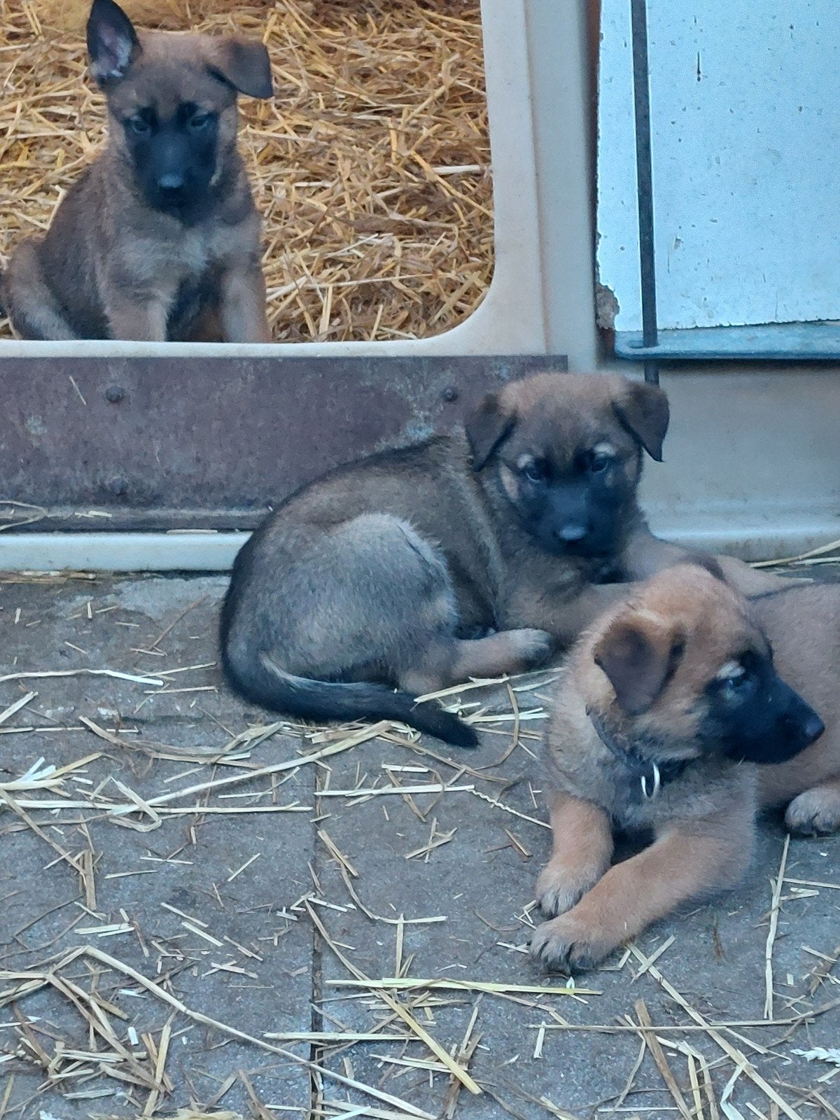Mechelse herder pups, Particulier, 8 à 15 semaines, Plusieurs, Belgique