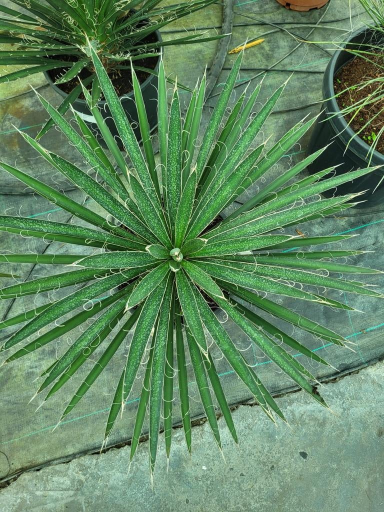 Yucca filifera, hauteur 30 cm, Enlèvement