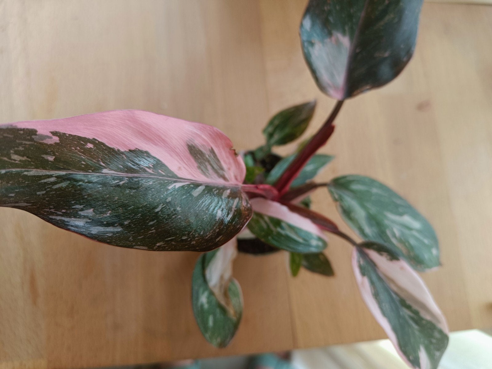 Philodendron Pink Princess, Huis en Inrichting, Kamerplanten, Ophalen of Verzenden