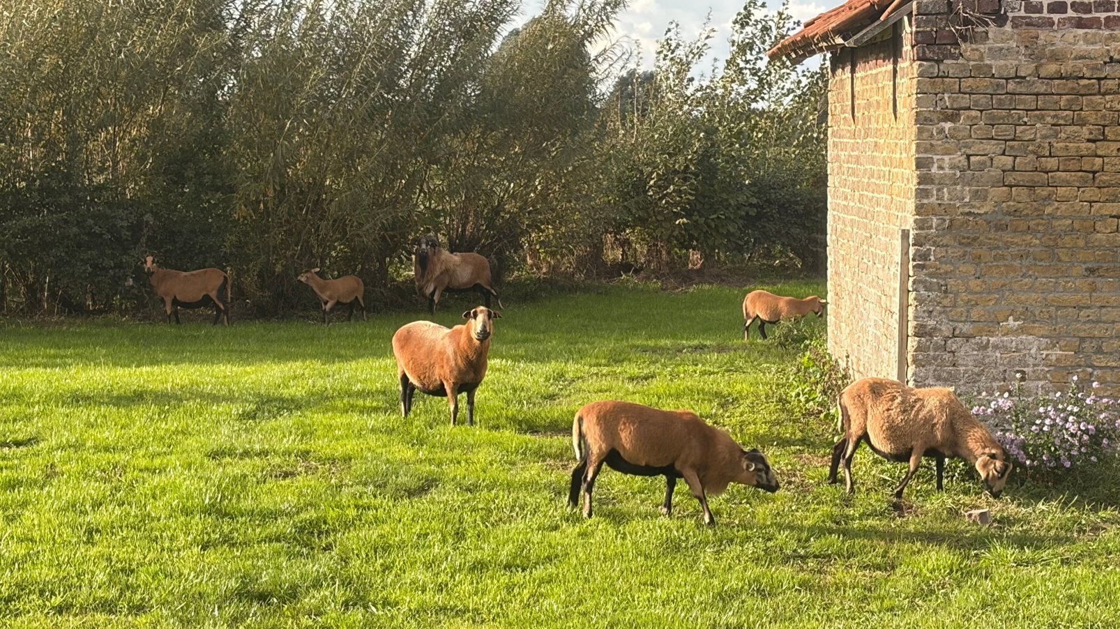 Jonge kameroen schapen, Dieren en Toebehoren, Meerdere dieren, Schaap, 0 tot 2 jaar