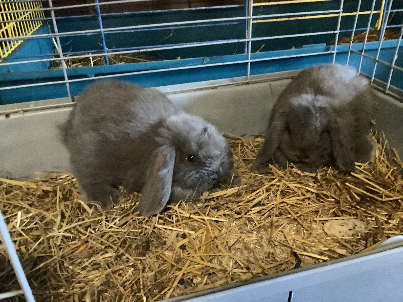 Dwerg Hangoor konijn, Domestique, Autres types, Mai, Sexe inconnu