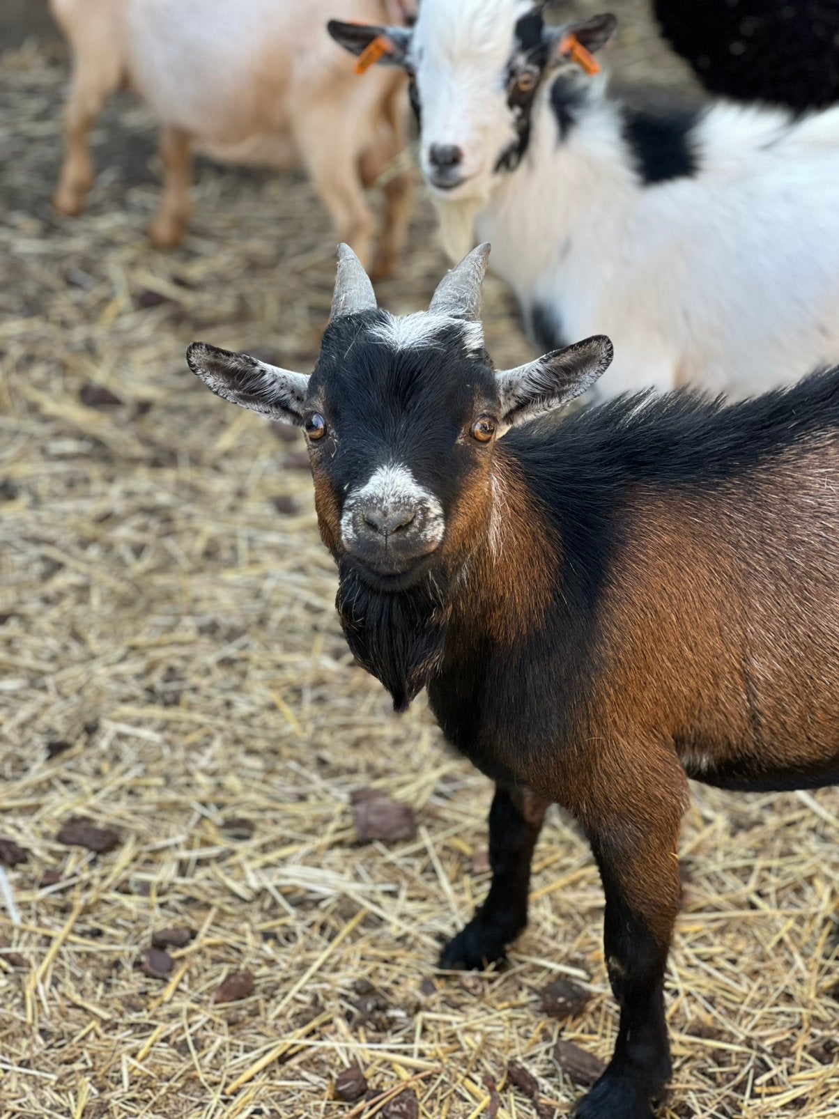 Dwerggeit bok bruin/wit, Mâle, Chèvre, 0 à 2 ans