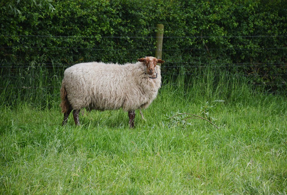 Schaap te koop, Animaux & Accessoires, Mouton