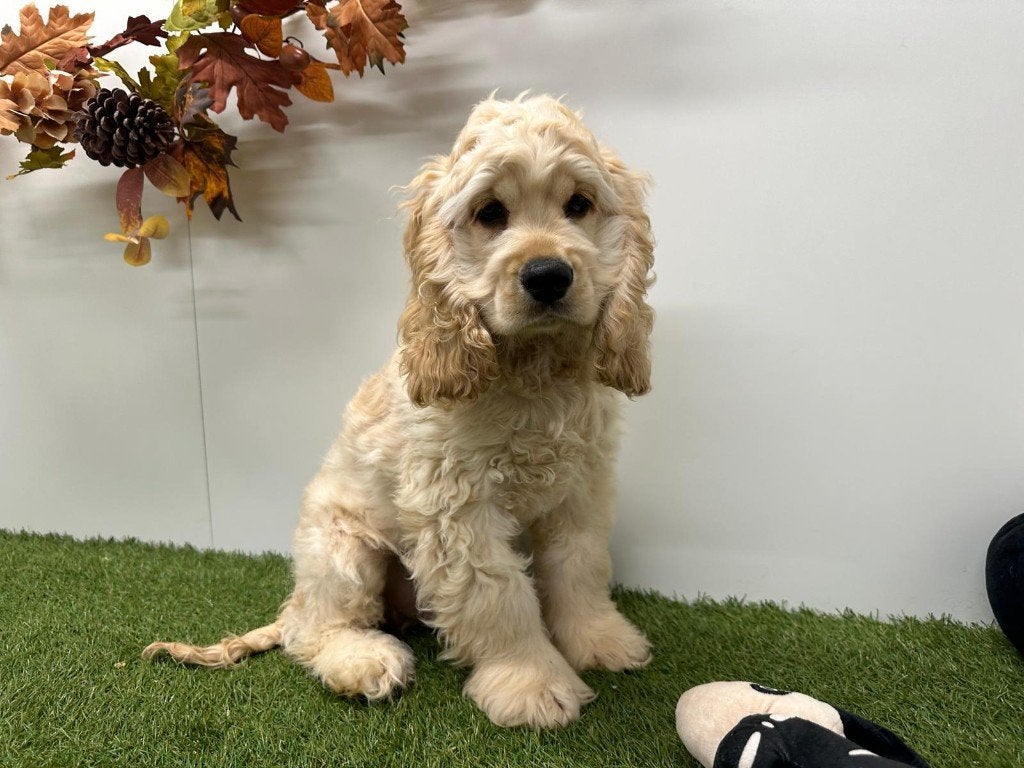 Amerikaanse Cocker Spaniel puberpups, België, 15 weken tot 1 jaar, Reu, CDV (hondenziekte)