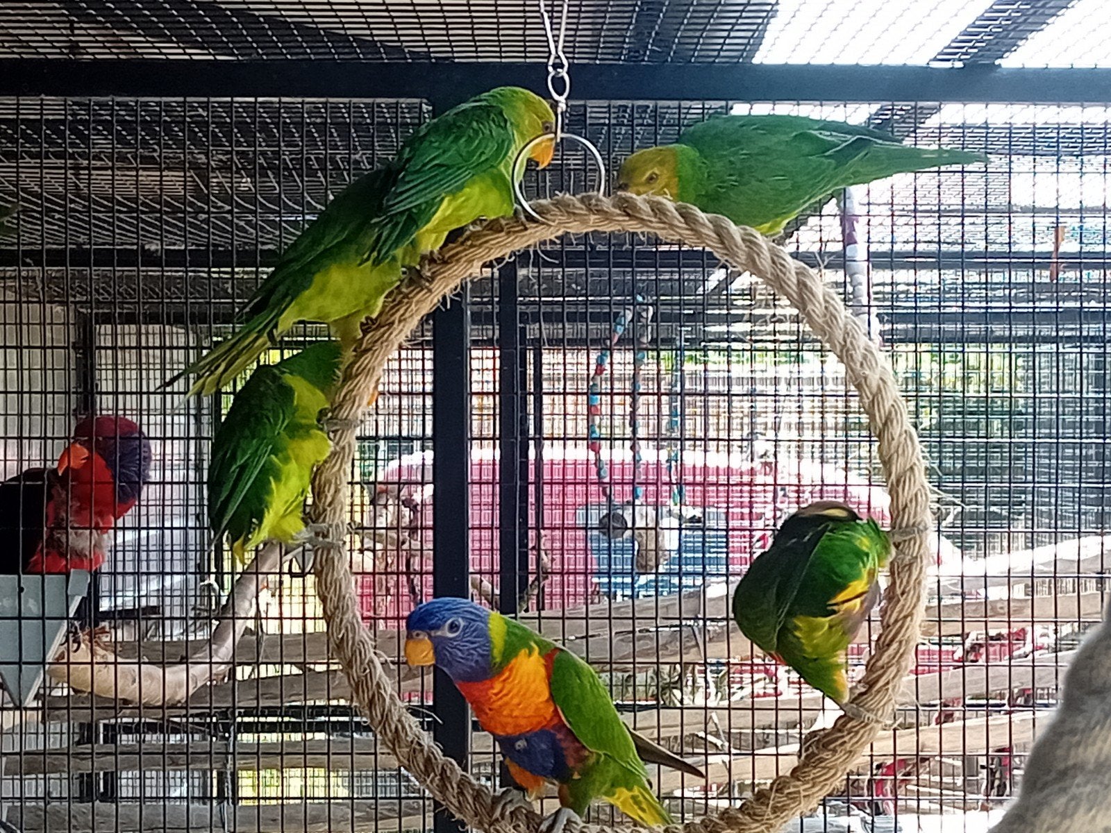 Divers jeunes loris à vendre, Animaux & Accessoires, Oiseaux | Perruches & Perroquets