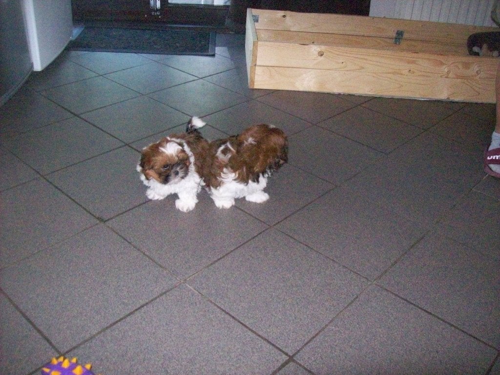 shih tzu pup tricolor, België, Particulier, 8 tot 15 weken, Parvo