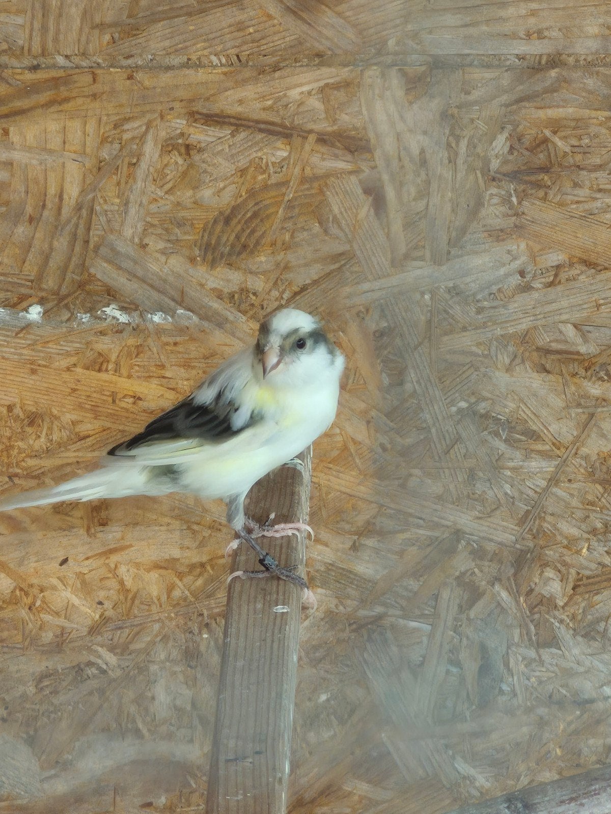 kanarie man 2025, Dieren en Toebehoren, Vogels | Kanaries