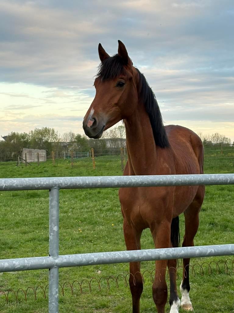 2 jarige merries, Jument
