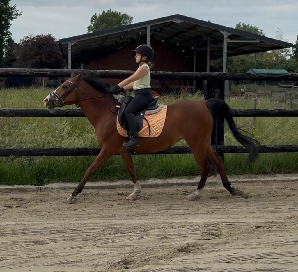Ideale beginners D pony, Animaux & Accessoires, Poneys, 11 ans ou plus, Poney de récréation, Poney D (1.37 m à 1.48m), Ne s'applique pas